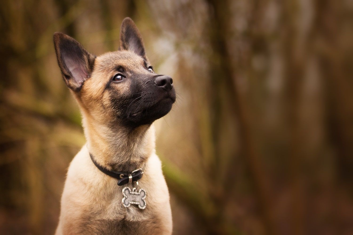 Cómo los Collares GPS Están Cambiando la Caza con Perros en el Siglo XXI
